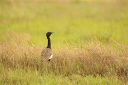 Cambodia’s Bengal Floricans Threatened by Planned Power Line Development